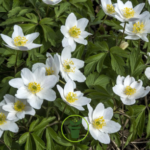 Anémone blanda White Splendour - Bulbes