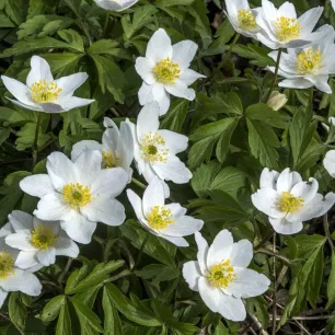 Anémone blanda White Splendour - Bulbes