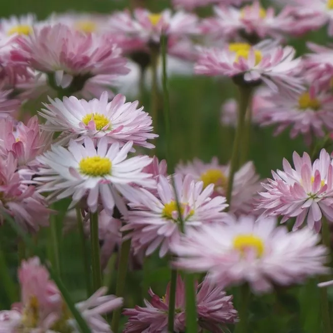 Acroclinium double varié (Helipterum) 350 graines