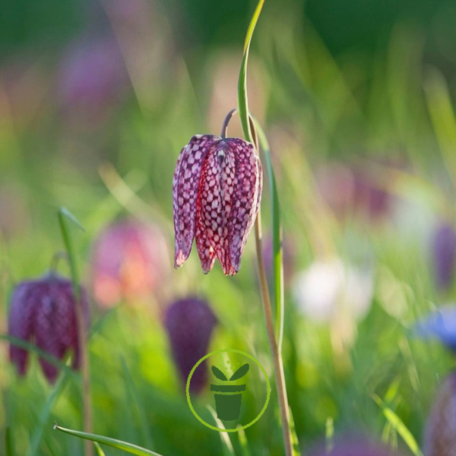 Fritillaire Meleagris – 8 bulbes