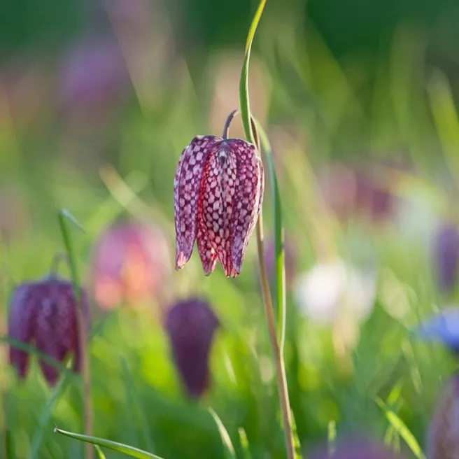 Fritillaire Meleagris – 8 bulbes