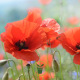 Coquelicot Poppy