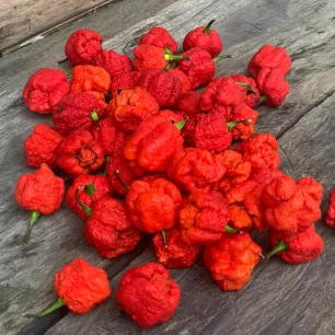 Piment Carolina Reaper – 10 graines
