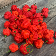 Piment Carolina Reaper 10 graines