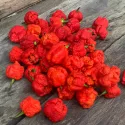 Piment Carolina Reaper 10 graines