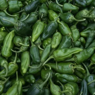 Piment Padron BIO 0,15 gamme