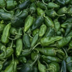 Piment Padron BIO 0,15 gamme