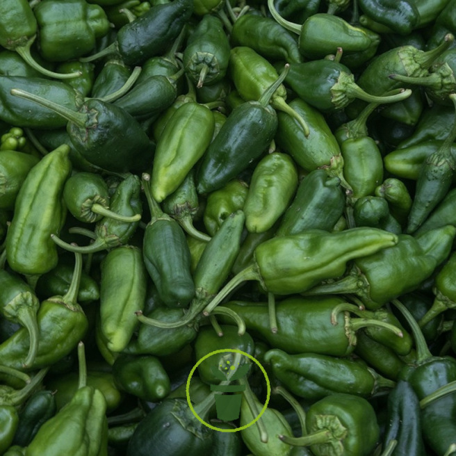 Piment Padron BIO 0,15 gamme