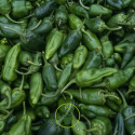 Piment Padron BIO 0,15 gamme