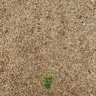 Graines d’Alpiste 1 kg