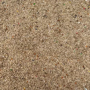 Graines d’Alpiste 1 kg