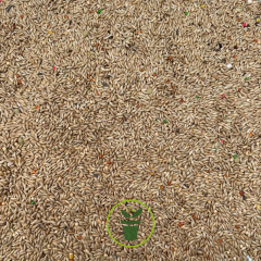 Graines d’Alpiste 1 kg