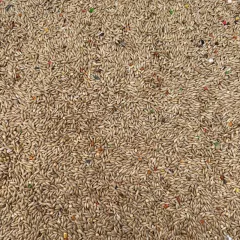 Graines d’Alpiste 1 kg