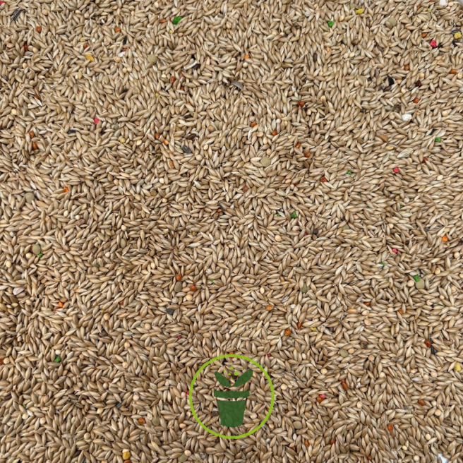 Graines d’Alpiste 1 kg