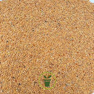 Graines de Millet Jaune 1 kg