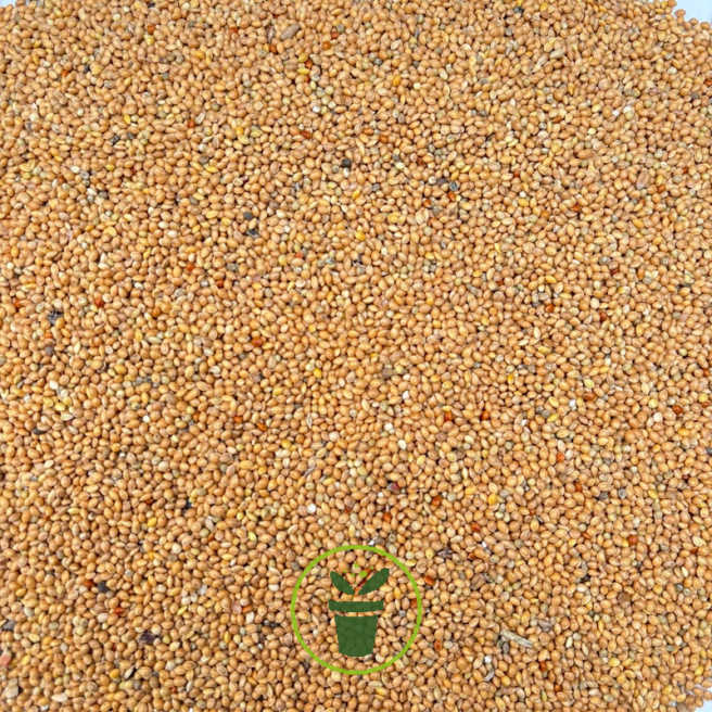 Graines de Millet Jaune 1 kg
