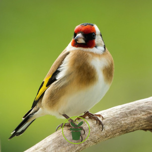 Mélange de graines pour Chardonnerets élégants 1 kg