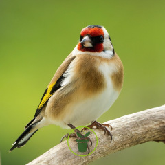 Mélange de graines pour Chardonnerets élégants 1 kg