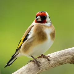 Mélange de graines pour Chardonnerets élégants 1 kg