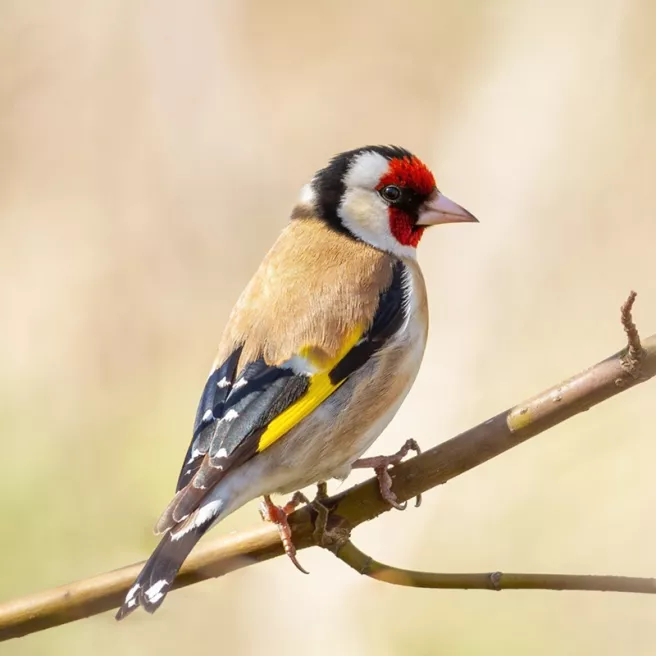 Mélange de graines pour Chardonnerets élégants 1 kg