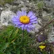 Aster alpinus bleu150 graines