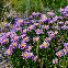 Aster alpinus bleu150 graines