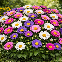 Aster alpinus bleu150 graines