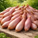Echalote Longor 500 grammes