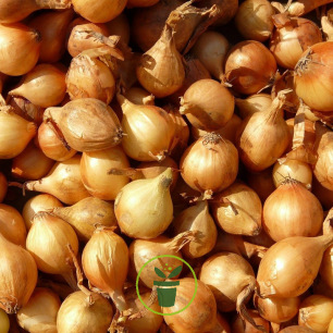 Échalote à planter Golden Gourmet