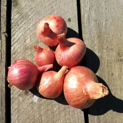 Échalote à planter Red Sun 500 grammes