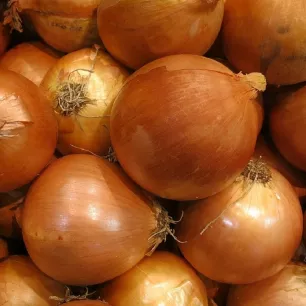 Oignon à planter Sturon