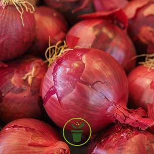 Oignon à planter Red Baron