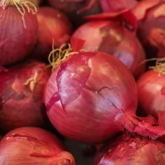 Oignon à planter Red Baron 250 grammes