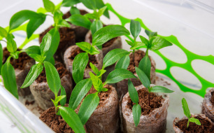 Comment réussir ses semis de graines (fleurs, potager, aromatiques)