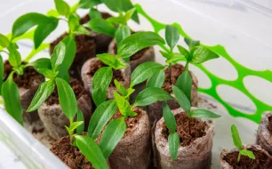 Comment réussir ses semis de graines (fleurs, potager, aromatiques)