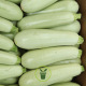 Courgette Bianda di Trieste
