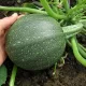 Courgette Ronde de Nice