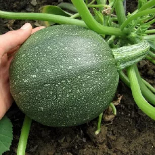 Courgette Ronde de Nice