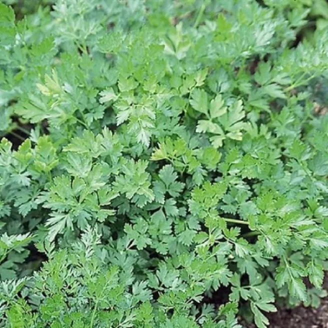 CERFEUIL COMMUN 4 grammes