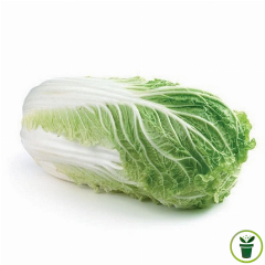 Chou de Chine Pe Tsaï - Wong Bok 300 graines