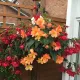 Bégonias pendants en mélange – 10 bulbes