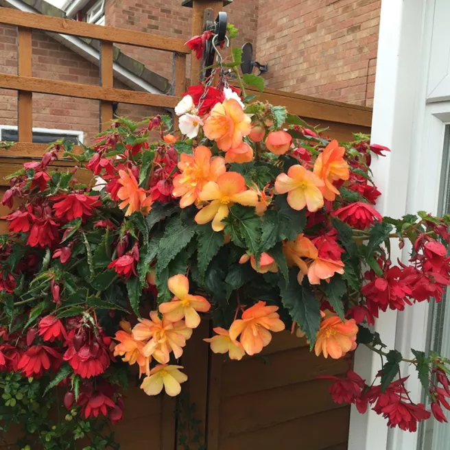 Bégonias pendants en mélange – 10 bulbes