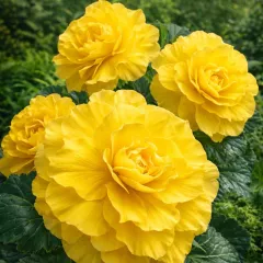 Bégonia tubéreux jaune – 5 bulbes