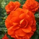 Bégonia tubéreux orange – 5 bulbes