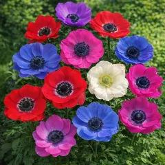 Anémone de Caen varié – 10 bulbes