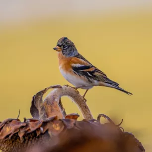 Mélange de graines pour Pinsons 1 kg