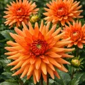 Dahlia cactus Bergers Record orange – 1 tubercule