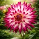 Dahlia cactus Cha Cha – 1 tubercule