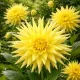 Dahlia cactus Jaune – 1 tubercule