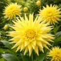 Dahlia cactus Jaune – 1 tubercule